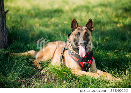Malinois Dog Sit Outdoors In Green Grass Malinois Dog Sit Outdoors In Green Grass 28840063