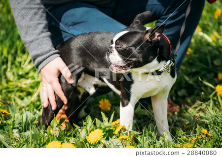 Funny Young Boston Bull Terrier Dog Outdoor In 28840080