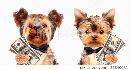 Funny dogs holding bundles of money Funny dogs holding bundles of money 28840081