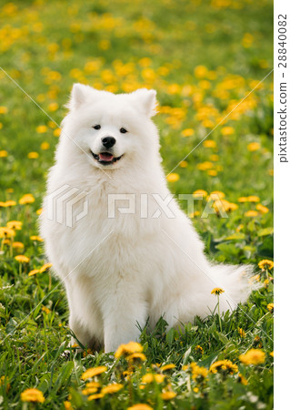 Young Happy Smiling White Samoyed Dog Or Bjelkier 28840082