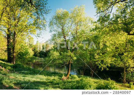 Tall Oak Tree in Summer Park. Spring Nature Tall Oak Tree in Summer Park. Spring Nature 28840097