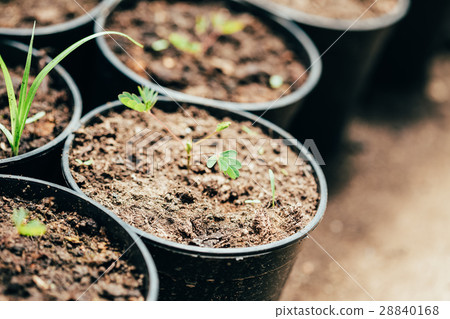 Green Sprouts Of Tree With Leaf, Leaves Growing Green Sprouts Of Tree With Leaf, Leaves Growing 28840168