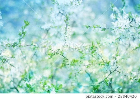 Blossoming  apple  tree  bokeh   background. 28840420