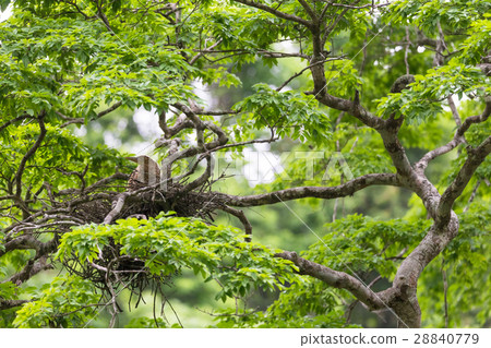 Young tiger heron in treetop nest 28840779