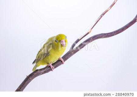 Pastel Green Forpus Bird 28840970