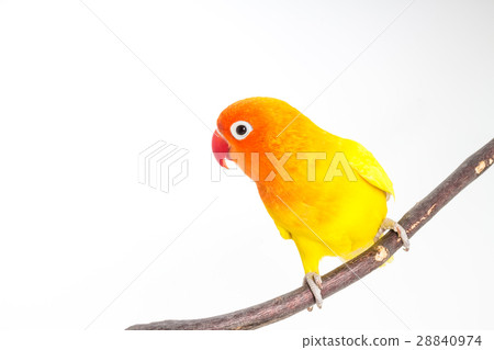 Yellow Lovebird on branch 28840974
