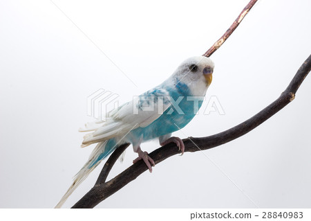 Little Cute Budgerigar, Budgie, Bird on white background Stock