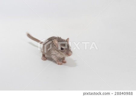 Litter Mongolian gerbil, Desert Rat 28840988