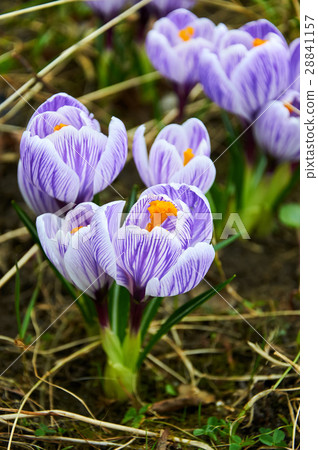 First violet crocus flowers 28841157