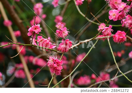 仙台·東照宮的李子 28841272