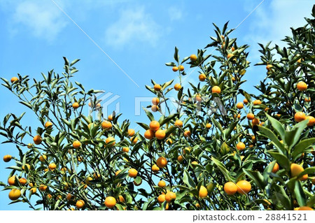 金橘 28841521