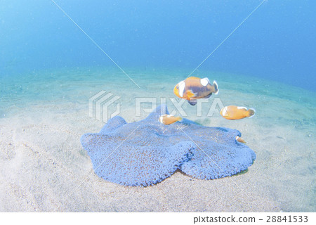 Touaka Anemonefish Touaka Anemonefish 28841533