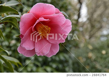 Camellia flower 28841764