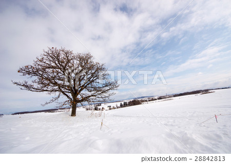 Winter Seven Star Tree 28842813