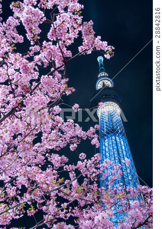 Kawazu Sakura and Sky Tree 28842816