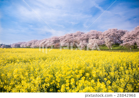 Sachiko Honkado Funicular 28842968