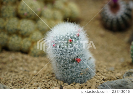 仙人掌綻放和這個花廳 仙人掌綻放和這個花廳 28843046