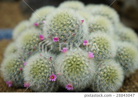 仙人掌綻放和這個花廳 仙人掌綻放和這個花廳 28843047