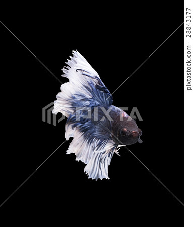 betta halfmoon fighting beautiful fish close up betta halfmoon fighting beautiful fish close up 28843177