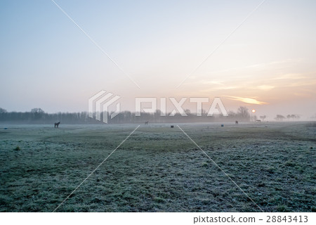 在早晨的磨砂草原和馬剪影發光 在早晨的磨砂草原和馬剪影發光 28843413