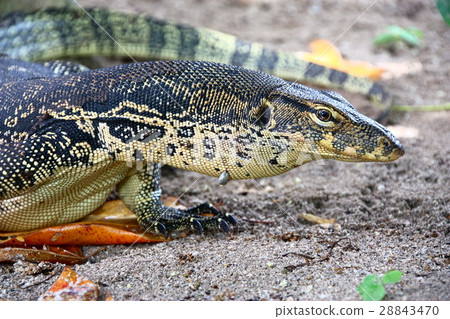 Borneo Island Turtle Island horse lizard 28843470