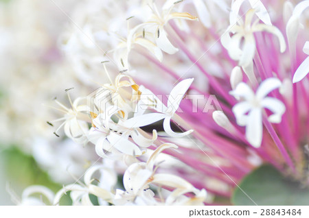 CLERODENDRUM QUADRILOCULARE MERR. (QUEZONIA) CLERODENDRUM QUADRILOCULARE MERR. (QUEZONIA) 28843484