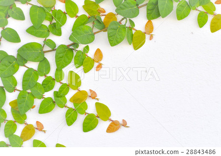 Ficus Pumila 28843486