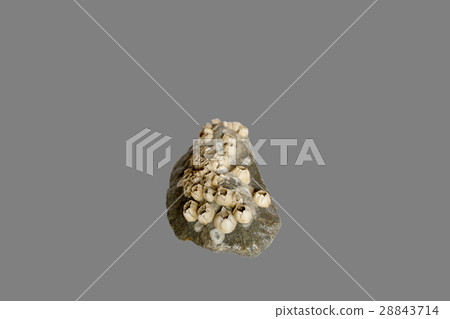 cobblestone out of the sea cobblestone out of the sea 28843714