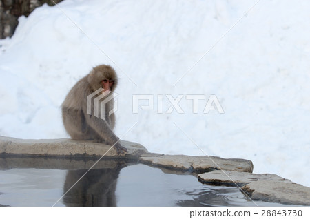 猴子在地獄谷 28843730