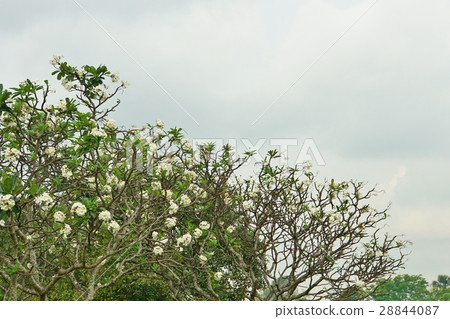 Plumeria (Japanese name: Indosokay) Plumeria (Japanese name: Indosokay) 28844087
