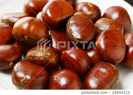 天津板栗 28844123