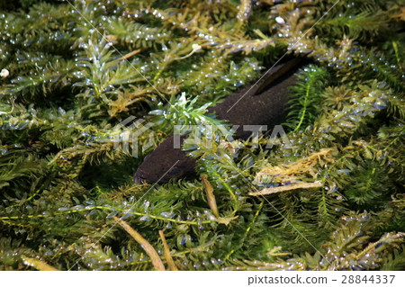 魚從水生植物中尋找 魚從水生植物中尋找 28844337