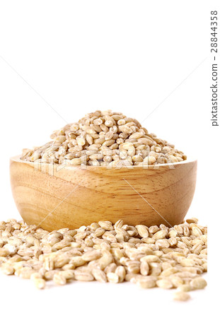 pearls barley grain seed on background pearls barley grain seed on background 28844358