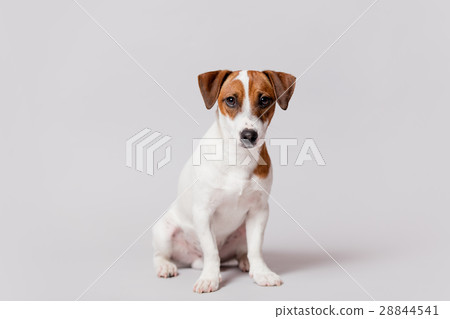 cute jack russel terrier sitting  28844541