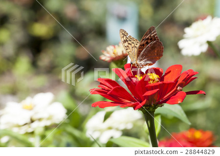 Closeup butterfly on flower Closeup butterfly on flower 28844829