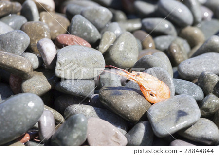 boiled shrimp on pebble by the sea boiled shrimp on pebble by the sea 28844844