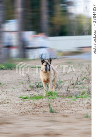 the cheerful dog joyfully runs on a grass 28844857