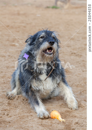 Dirty dog lie down waiting for someone Dirty dog lie down waiting for someone 28844858