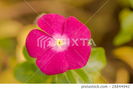 Flowers in the garden 2 28844942