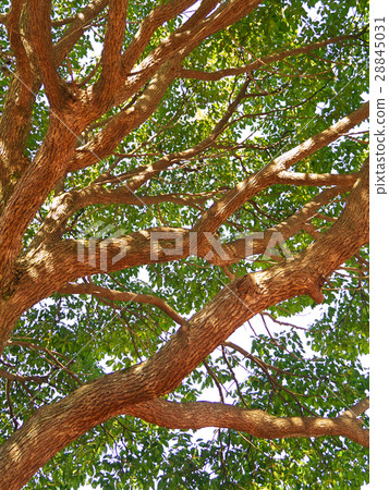 Fresh green background Fresh green background 28845031