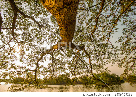 Under the shade of tree Under the shade of tree 28845032
