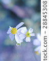 小白花 28845308
