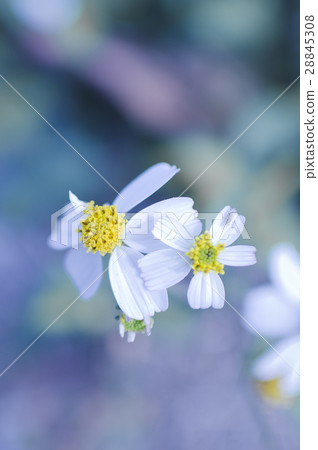 小白花 28845308