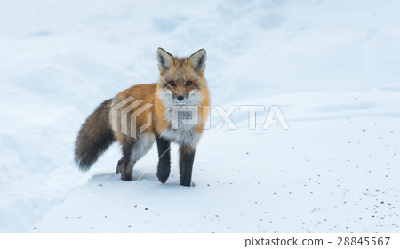 Getting close to common Red fox (Vulpes vulpes). 28845567
