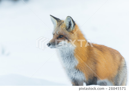 Getting close to common Red fox (Vulpes vulpes). 28845571