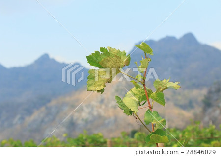 grape leaves grape leaves 28846029