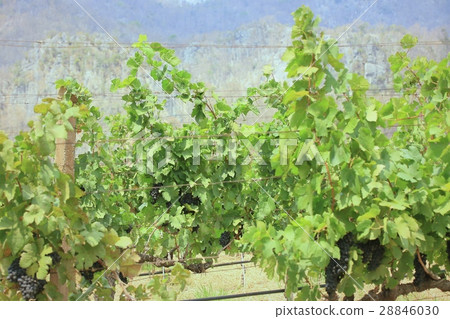 fresh grapes in vineyard fresh grapes in vineyard 28846030