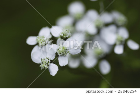 Macro of white flower on a blurred background 28846254