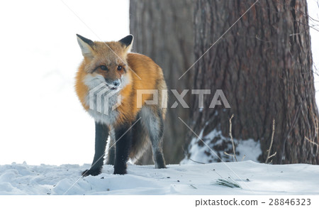 Getting close to common Red fox (Vulpes vulpes). Getting close to common Red fox (Vulpes vulpes). 28846323