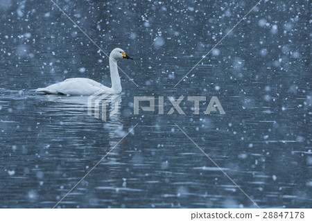 Co天鵝在雪地裡 28847178